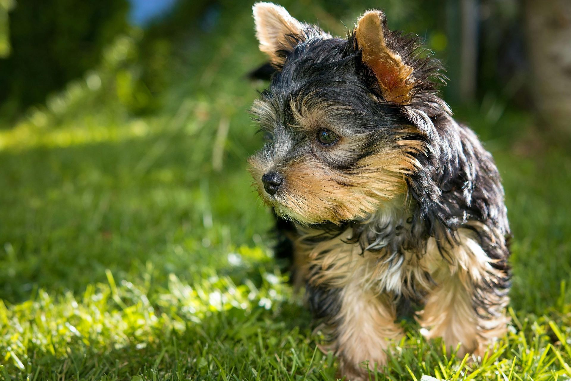 Yorkshire Terrier Puppy