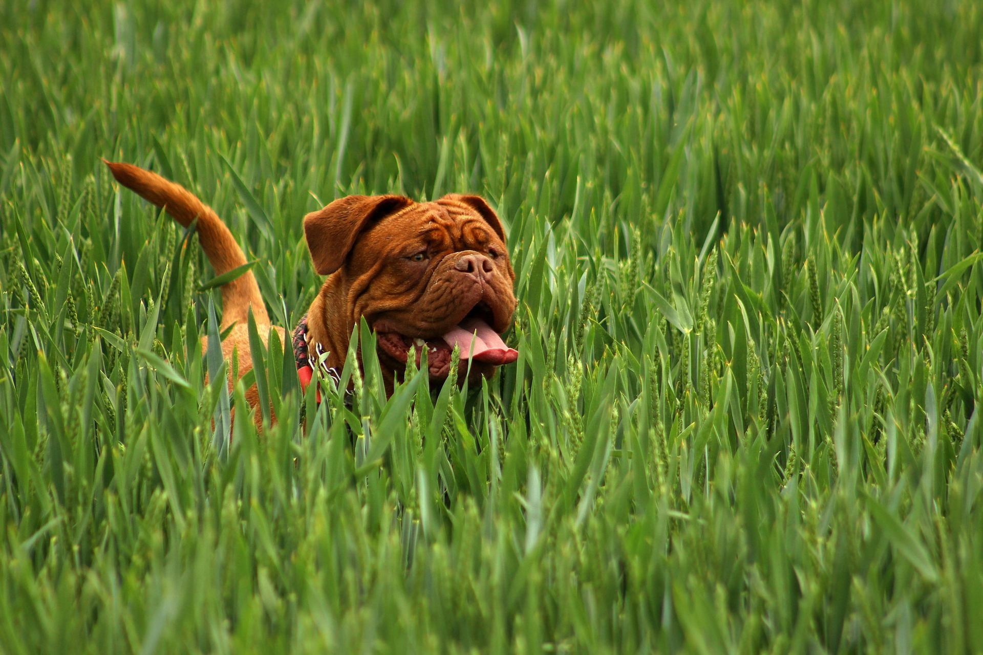 French Mastiff Puppy puppy in Balod
