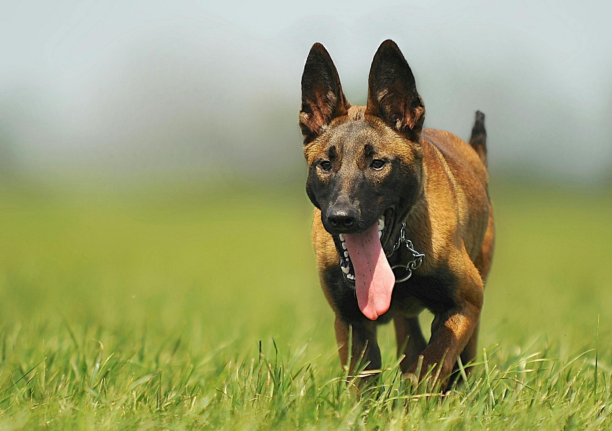 Belgian Malinois Puppy puppy in Balodabazar Bhatapara