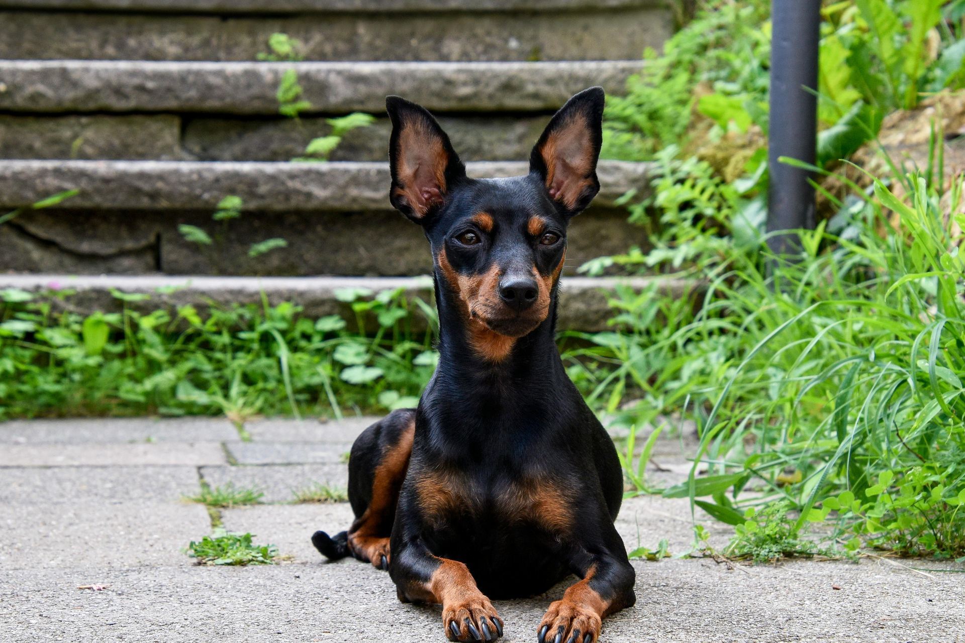 Miniature Pinscher Puppy
