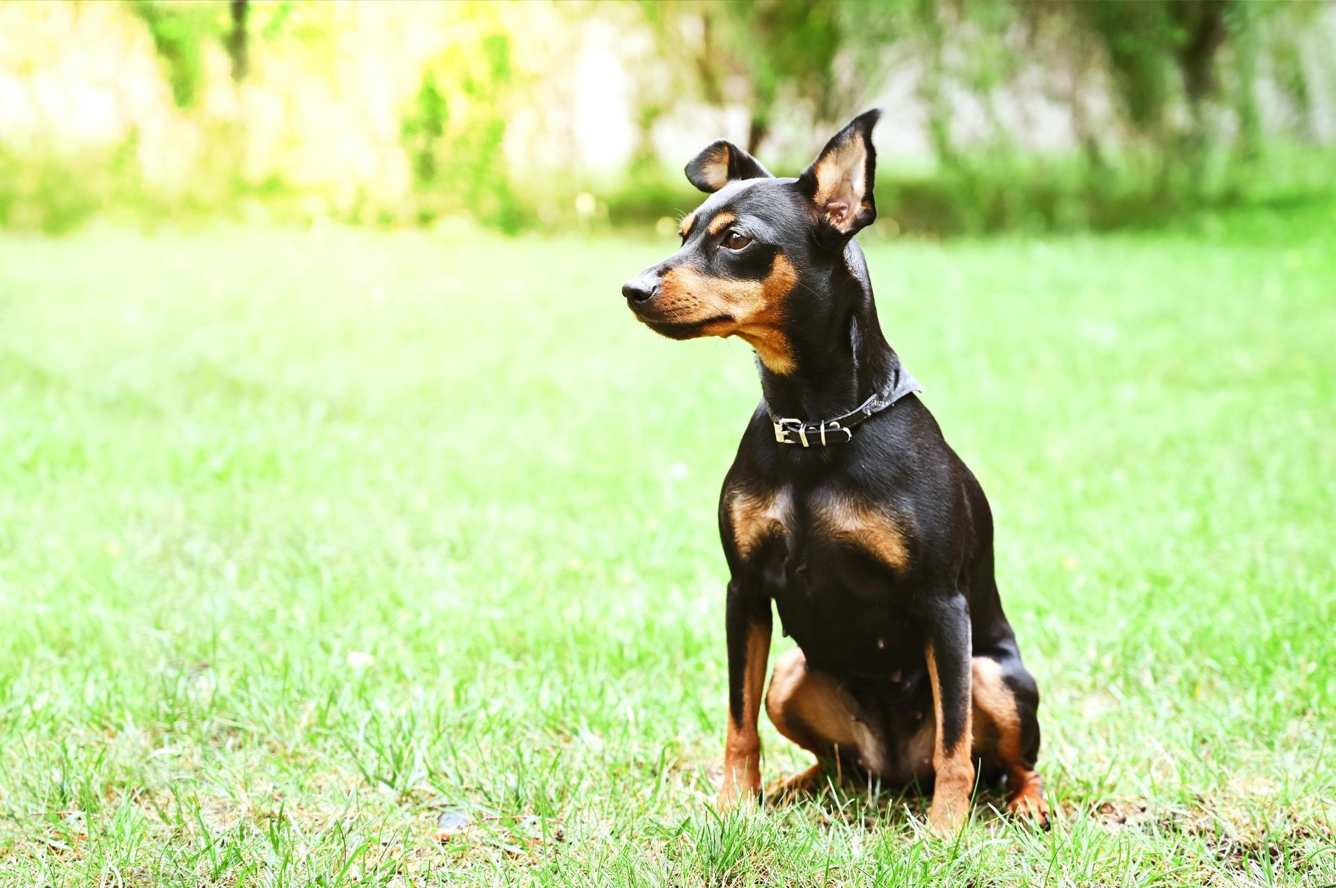 Miniature Pinscher Puppy puppy in Balodabazar Bhatapara