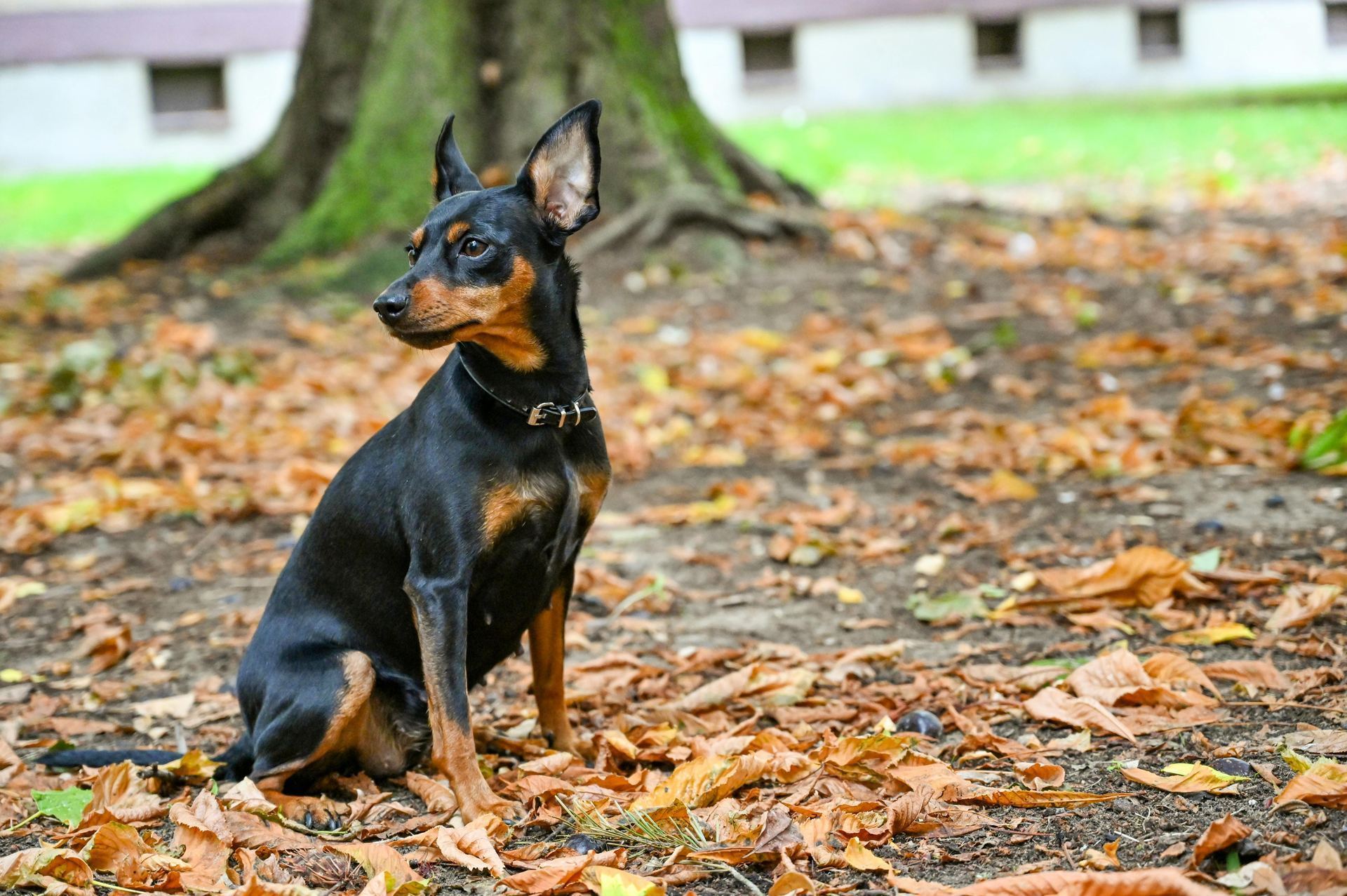 Miniature Pinscher Puppy available in Balodabazar Bhatapara