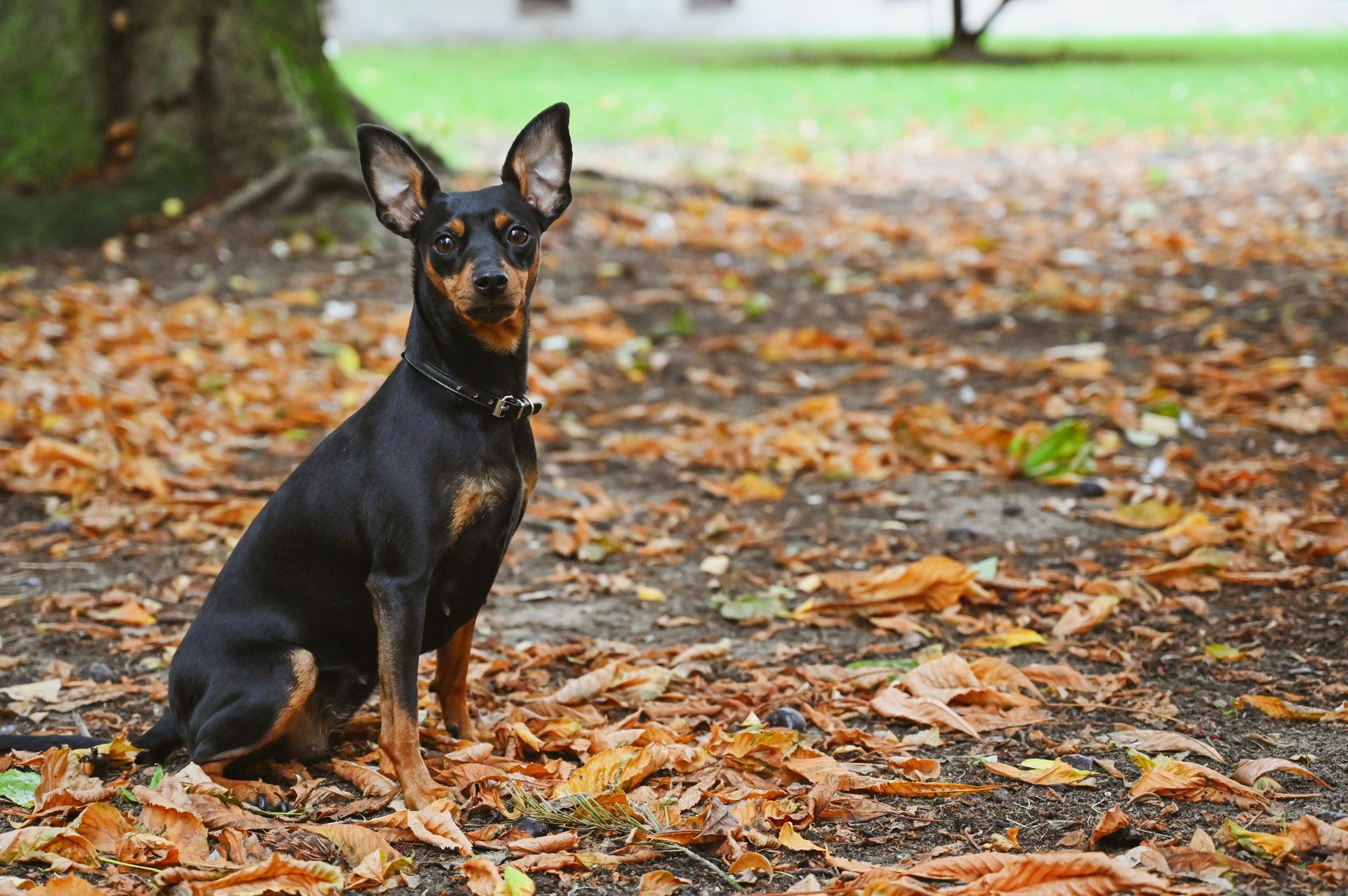 Miniature Pinscher Puppy dog in Balodabazar Bhatapara
