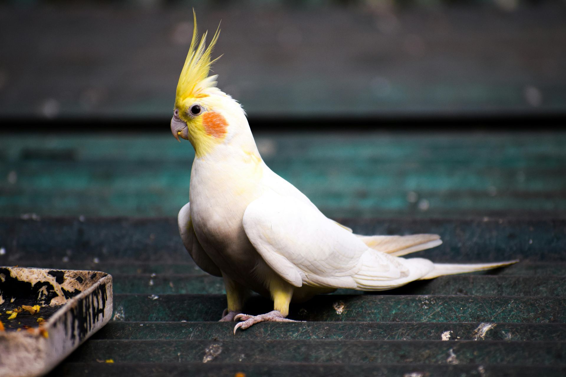 Cockateils bird in Balodabazar Bhatapara