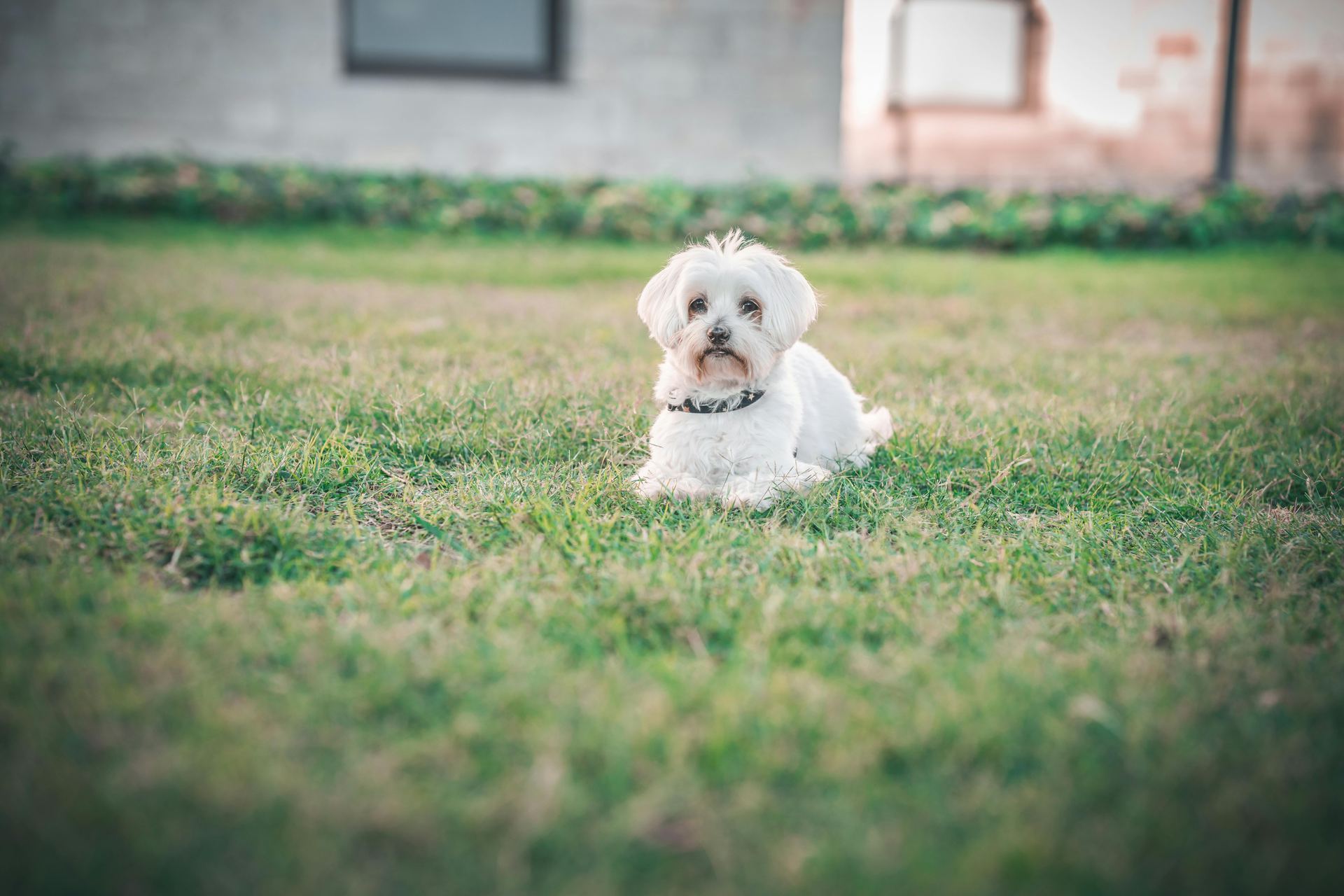 Maltese Puppy | White dog in Balod