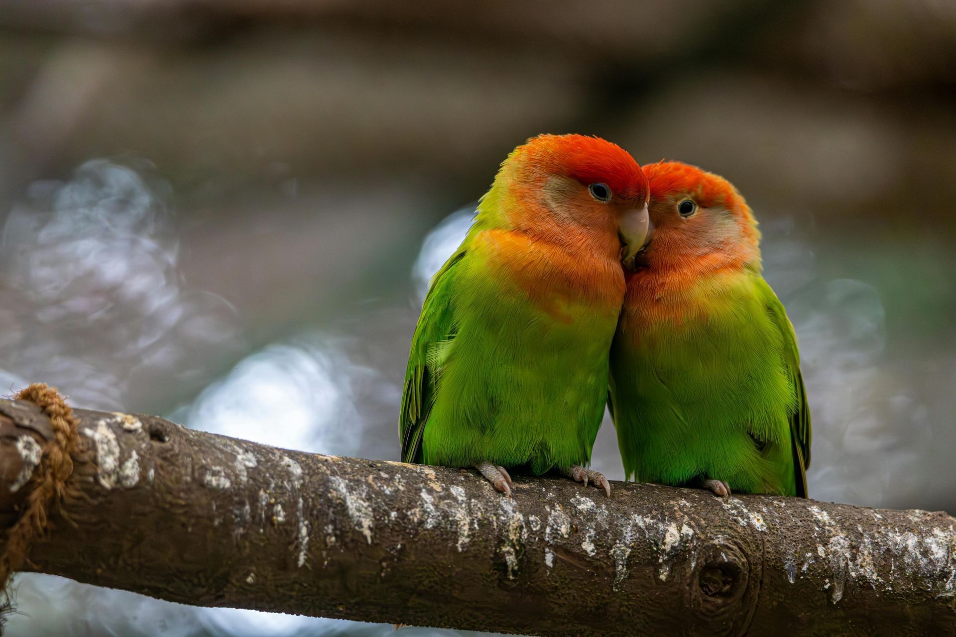 African Love Birds | Peach Face available in Balod