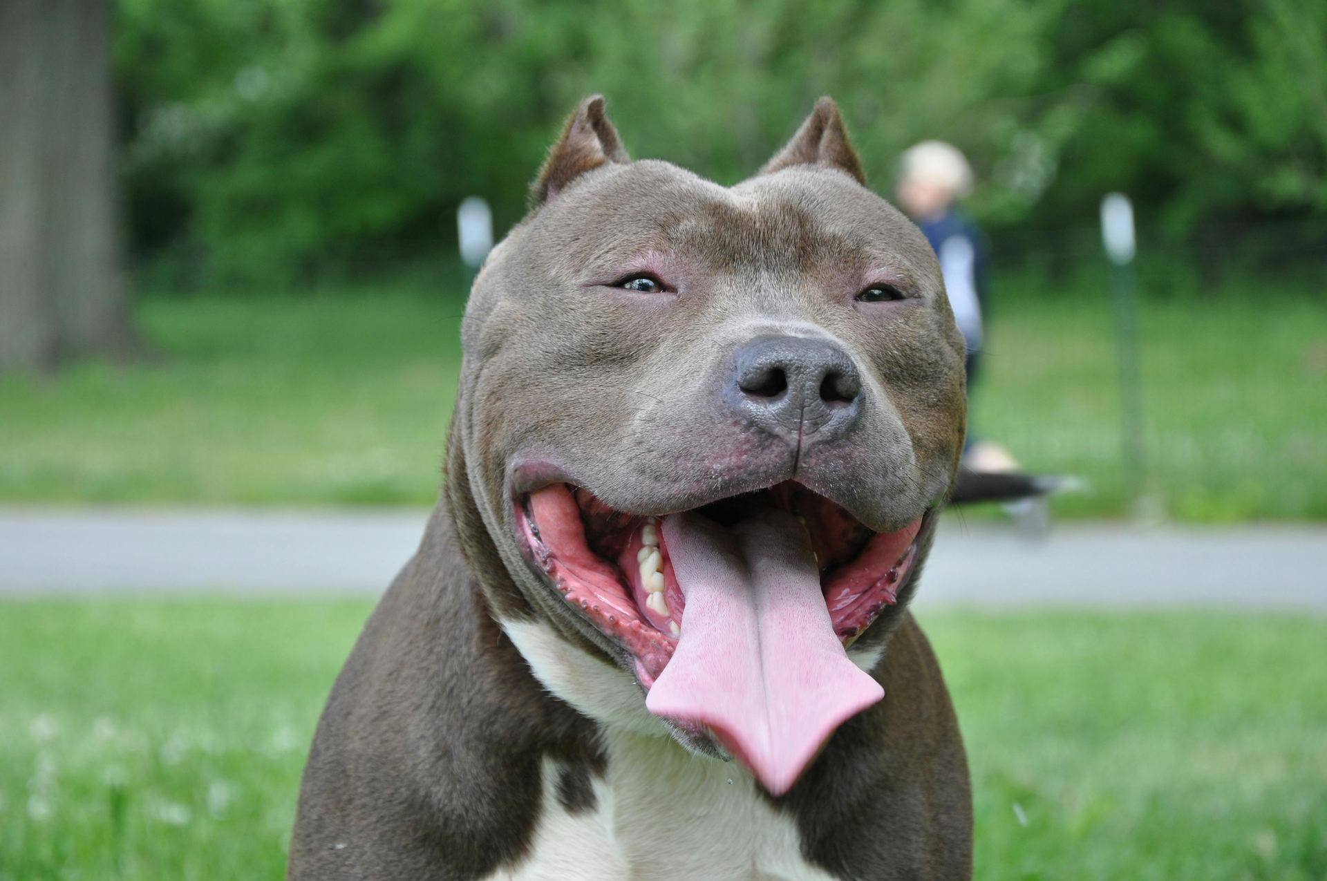 American Bull Dog | Pocket Size in Chandrapur