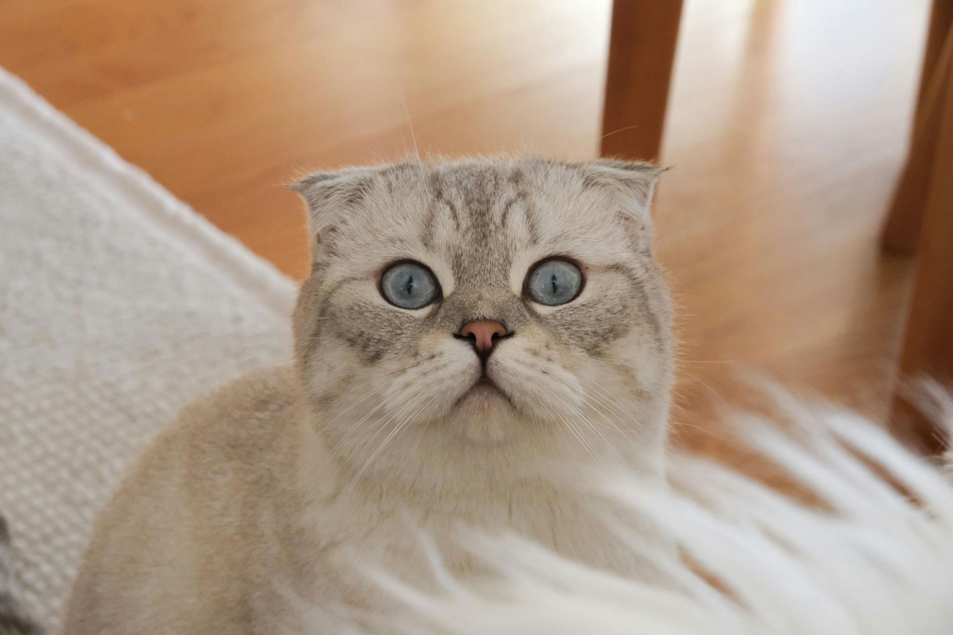 Scottish Fold | Chincila Variations kitten available in Balod