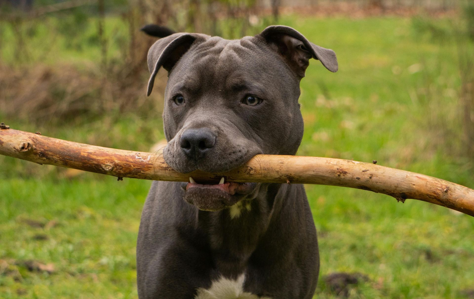 Cane Corso Puppy