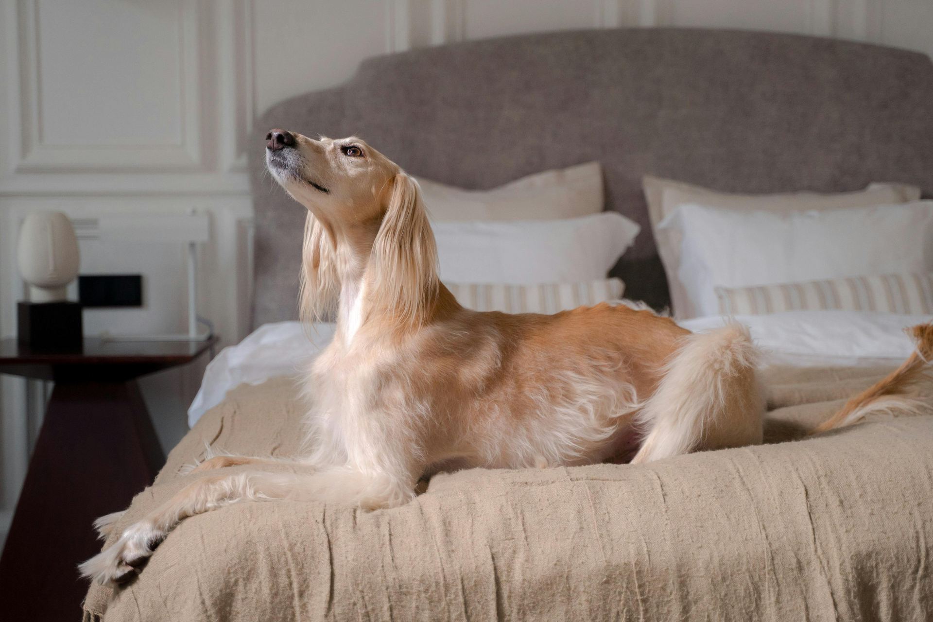 Afghan Hound Puppy available in Balodabazar Bhatapara