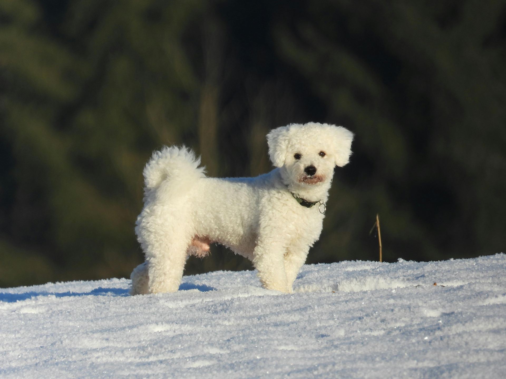 Bichon Frise Puppy dog in Balod