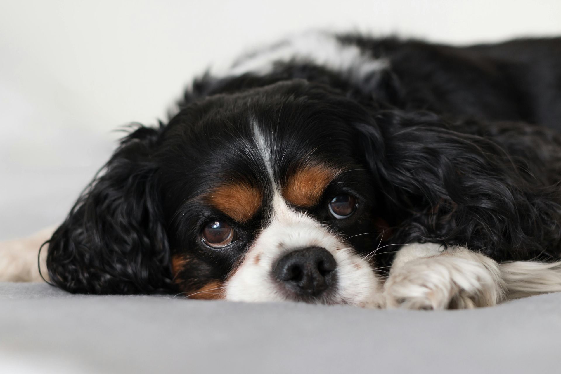 Cavalier King Charles Spaniel Puppy available in Balod
