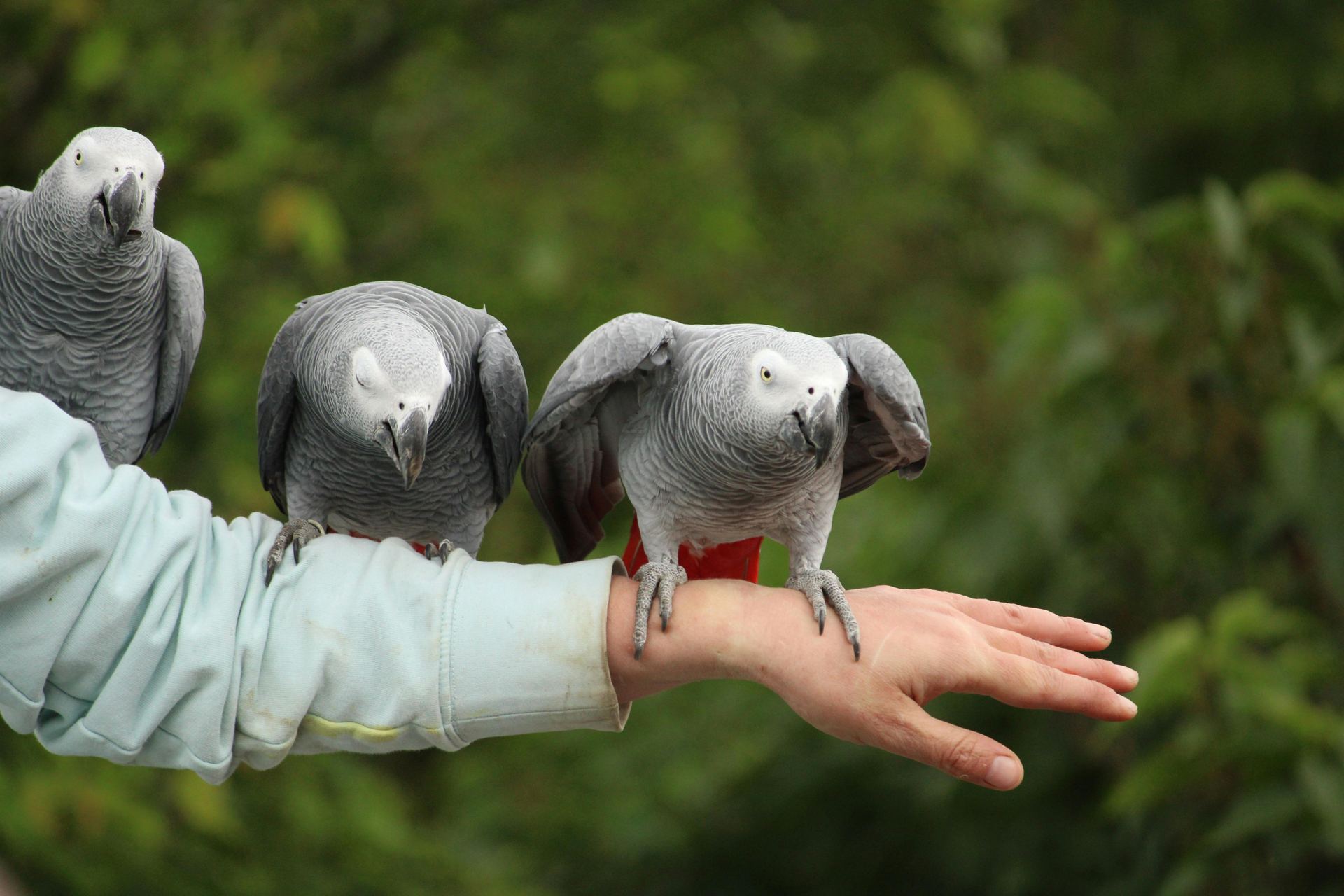 African Grey Parrot bird in Balod