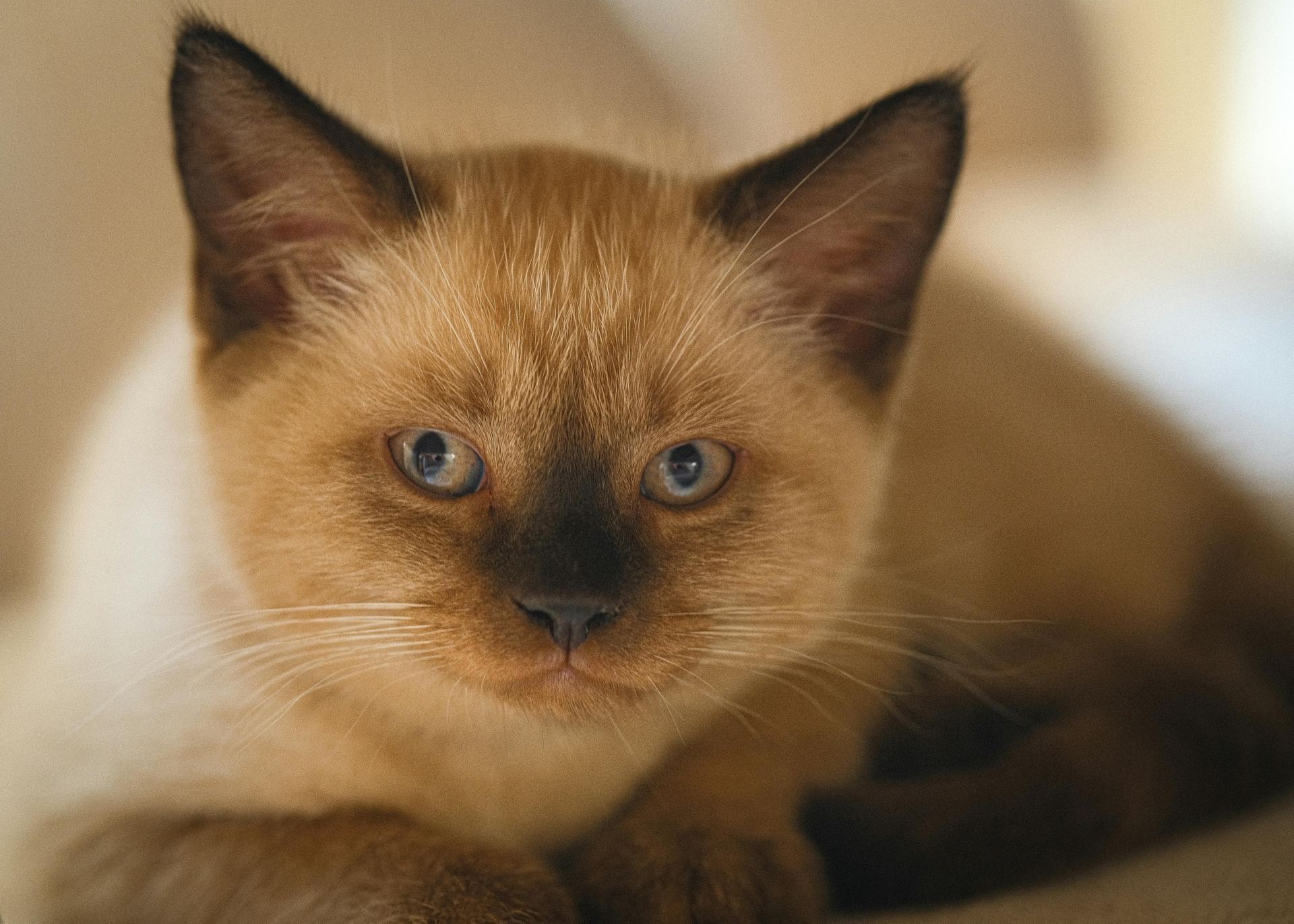Siamese Kitten kitten available in Balod