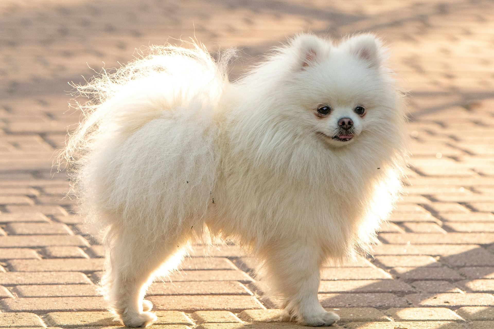 Pomeranian Puppy