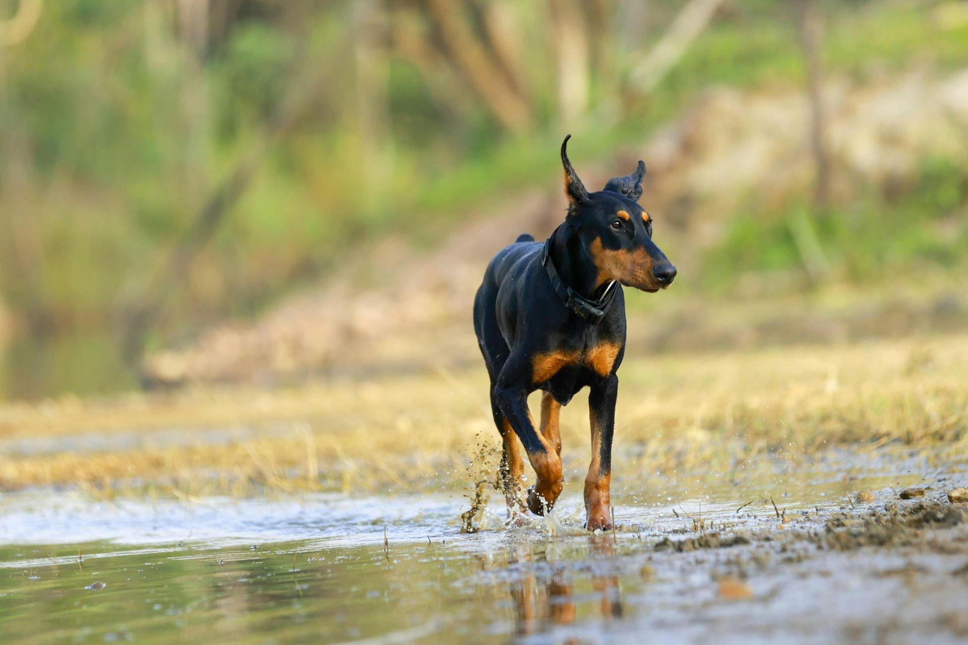 Doberman Pinscher Puppy available in Balod