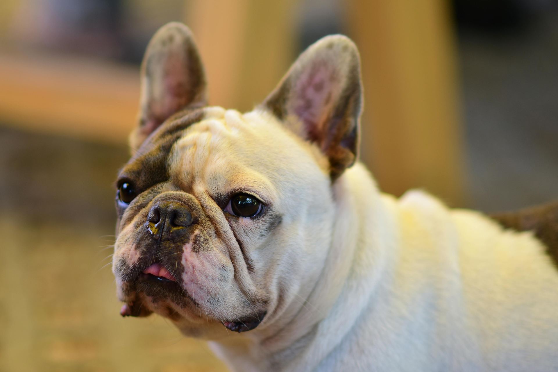 English Bull Dog Puppy puppy in Balod