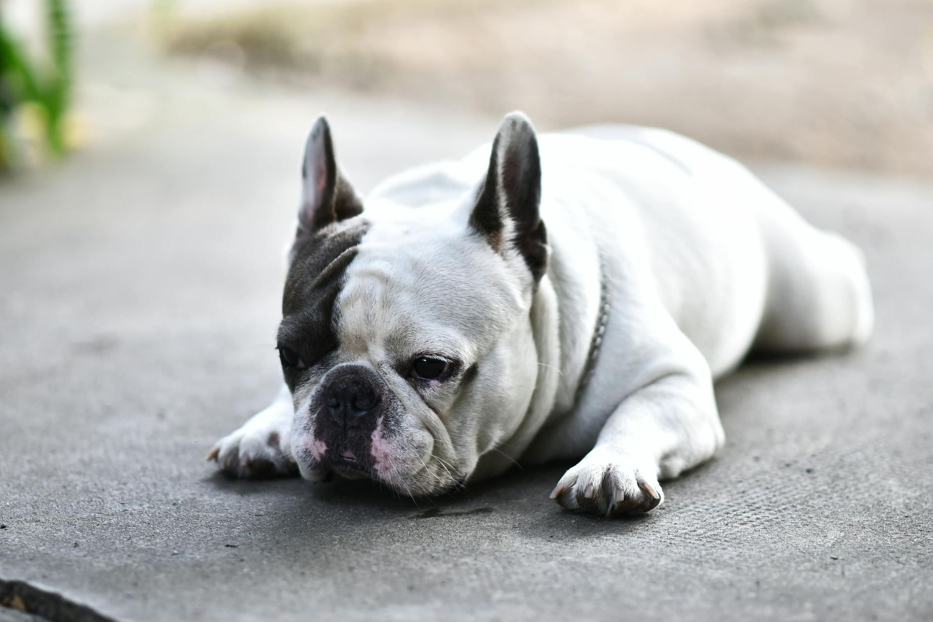 English Bull Dog Puppy available in Balod