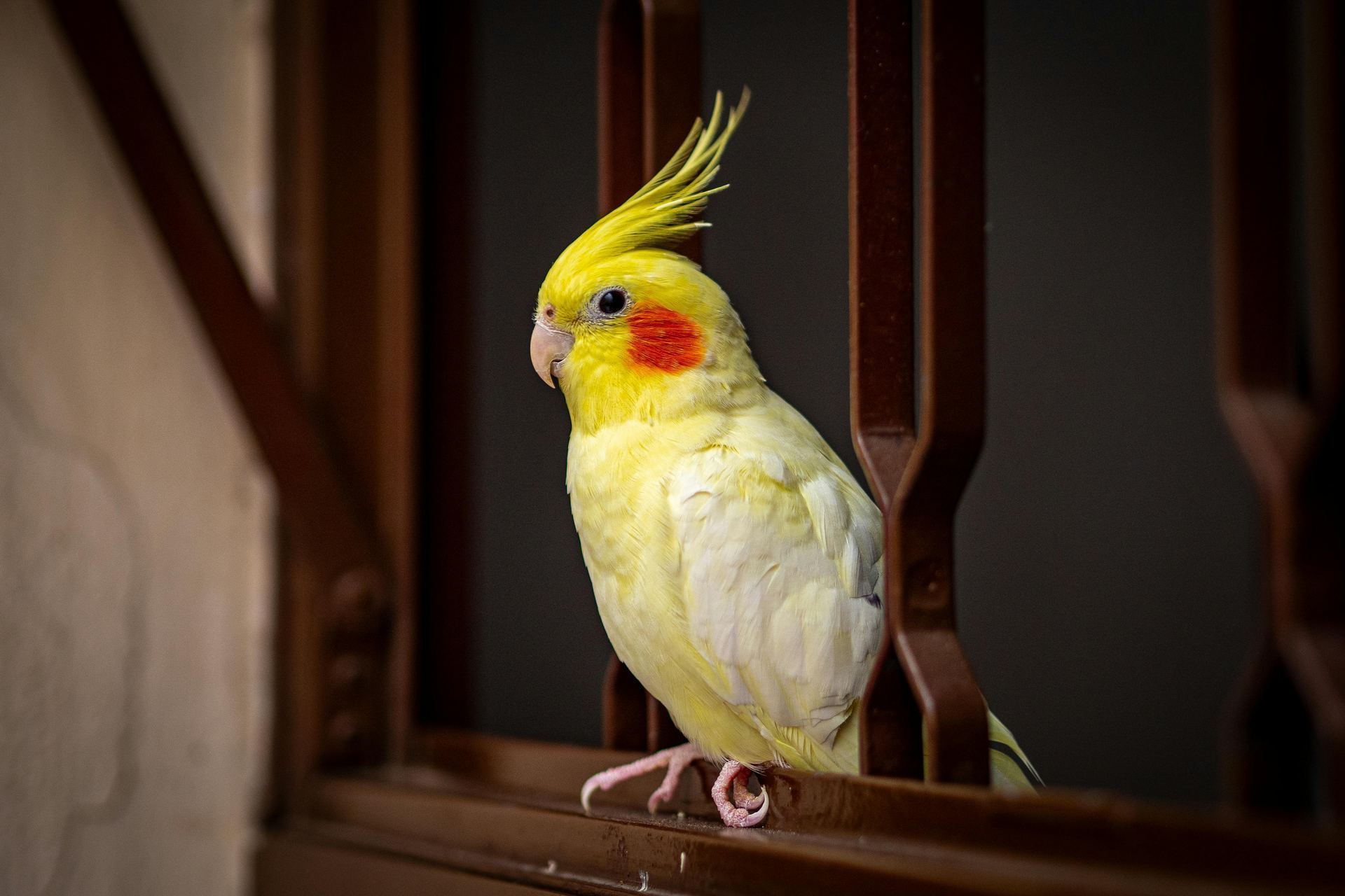 Cockateils