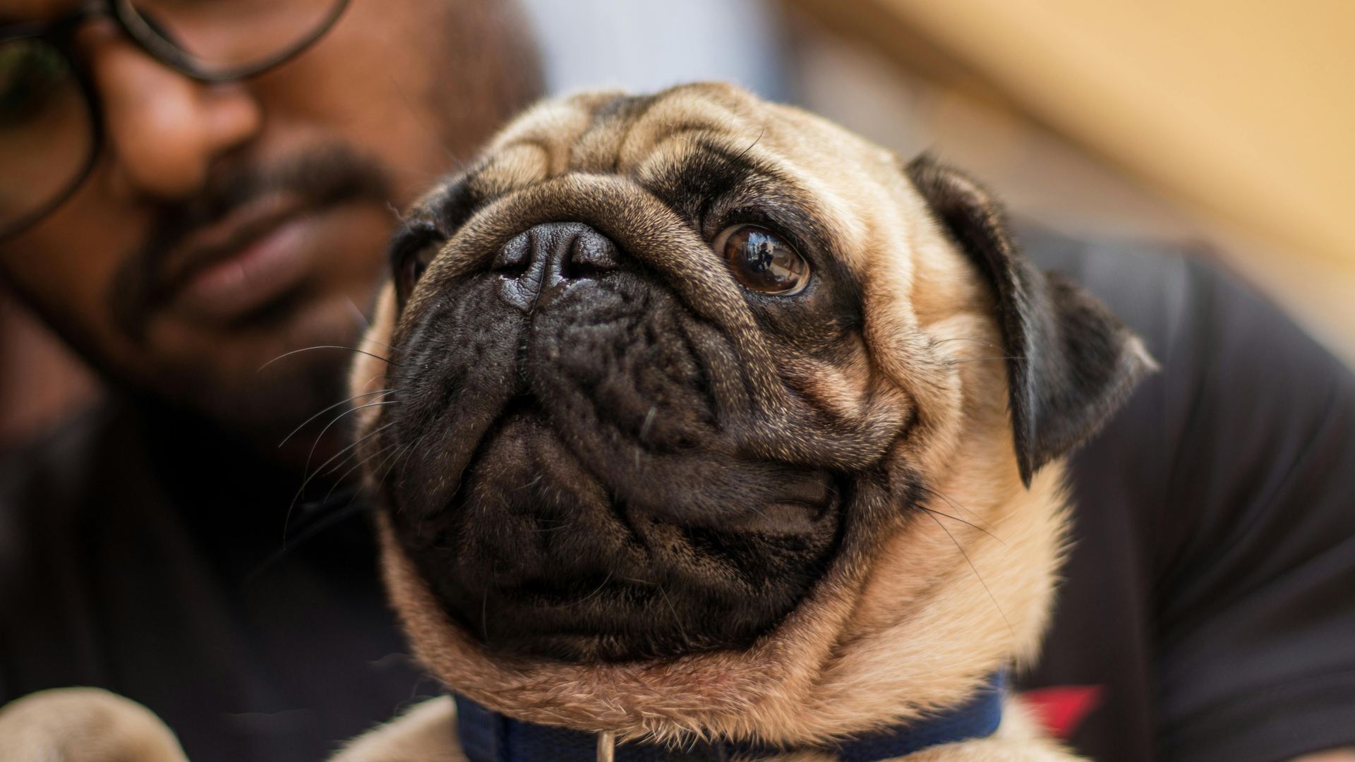 Pug Puppy | Apricot Color available in Balodabazar Bhatapara