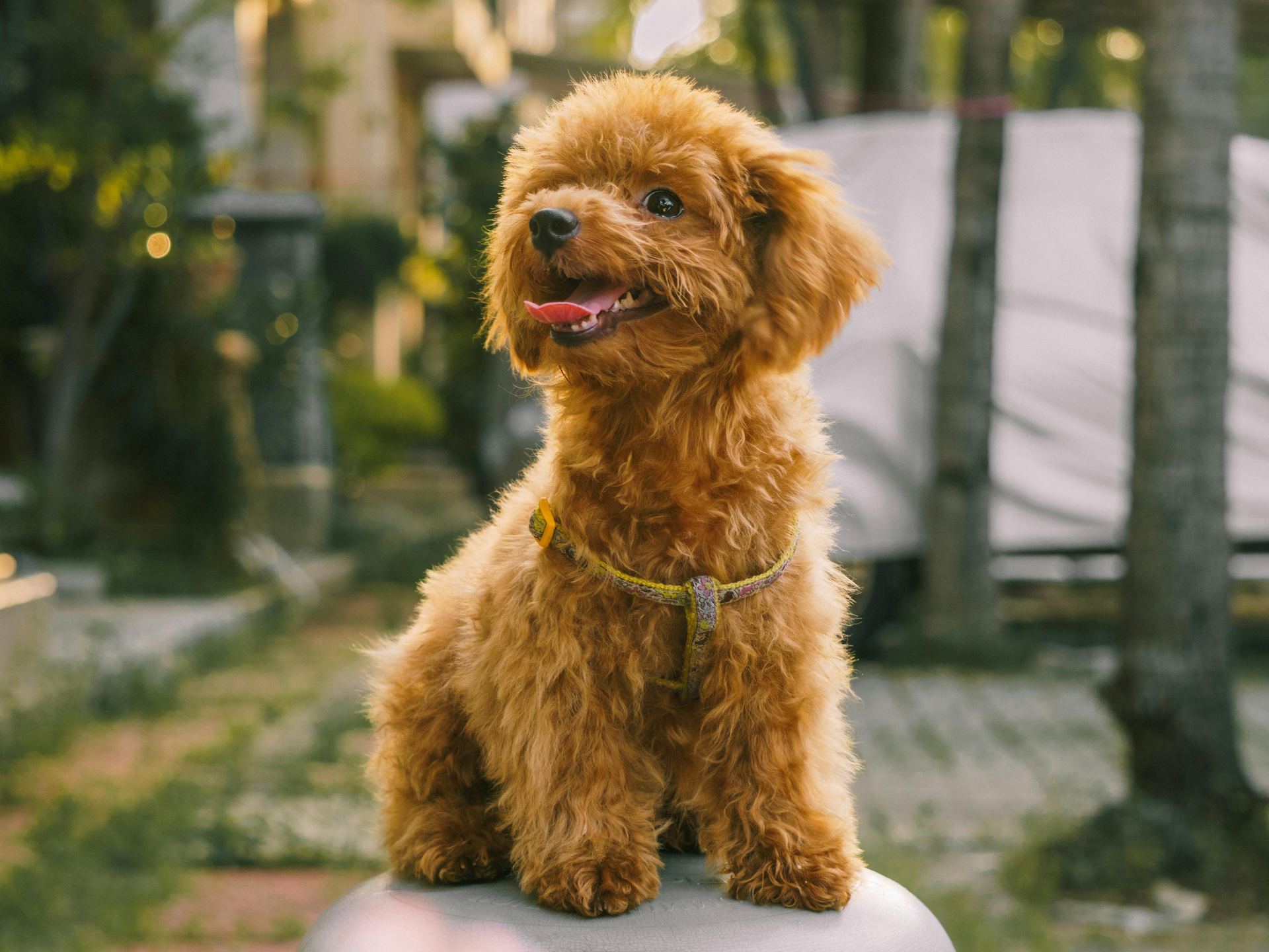 Standard Poodle Puppy puppy in Balodabazar Bhatapara