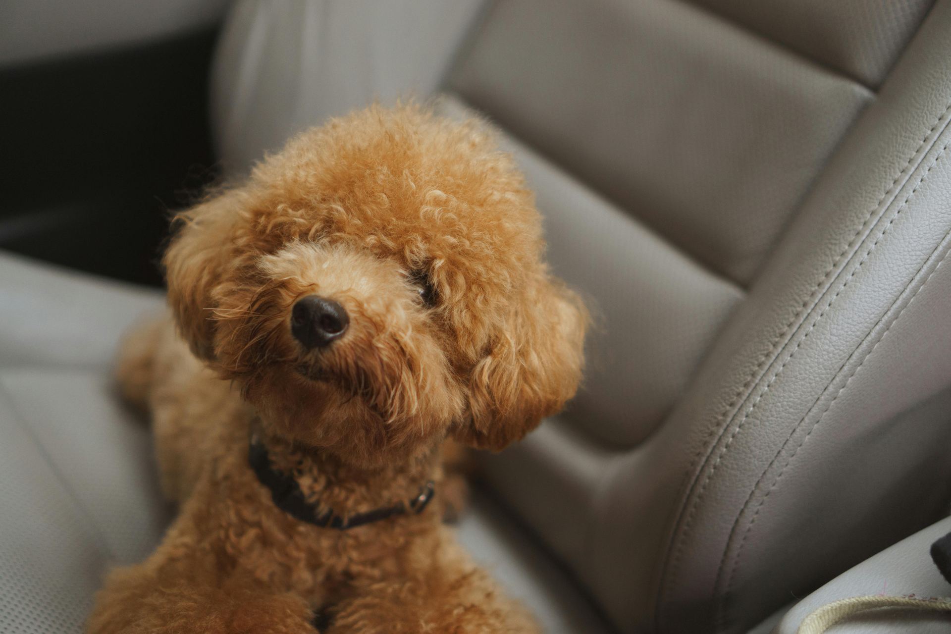 Toy Poodle Puppy puppy in Balodabazar Bhatapara