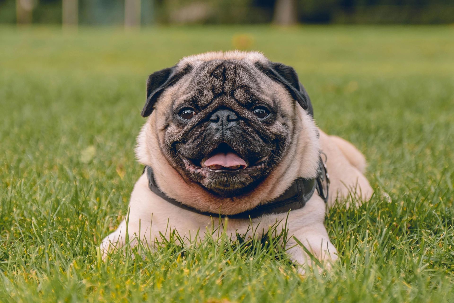 Pug Puppy | Apricot Color puppy in Balodabazar Bhatapara