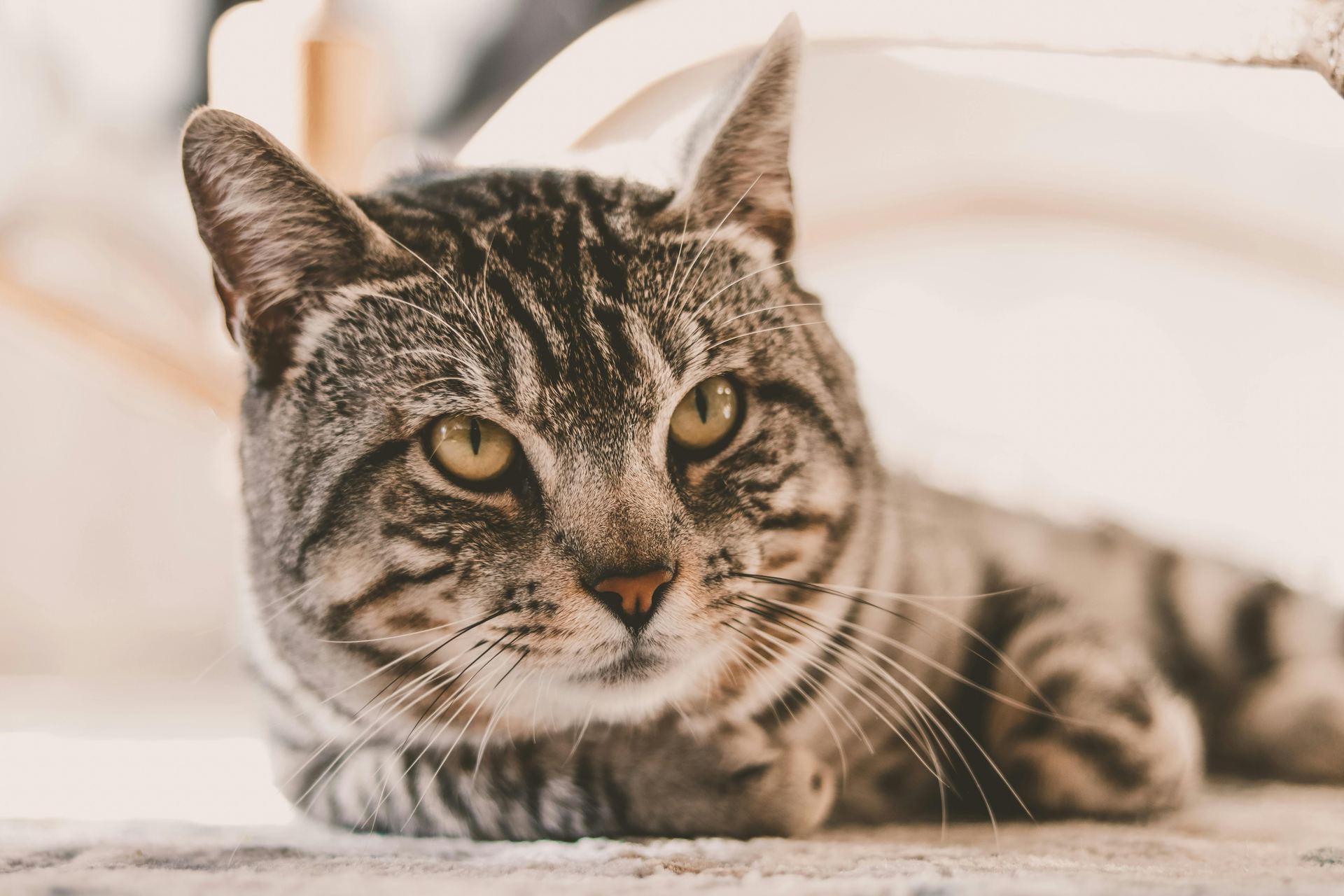 American Short Hair Kitten cat in Balod