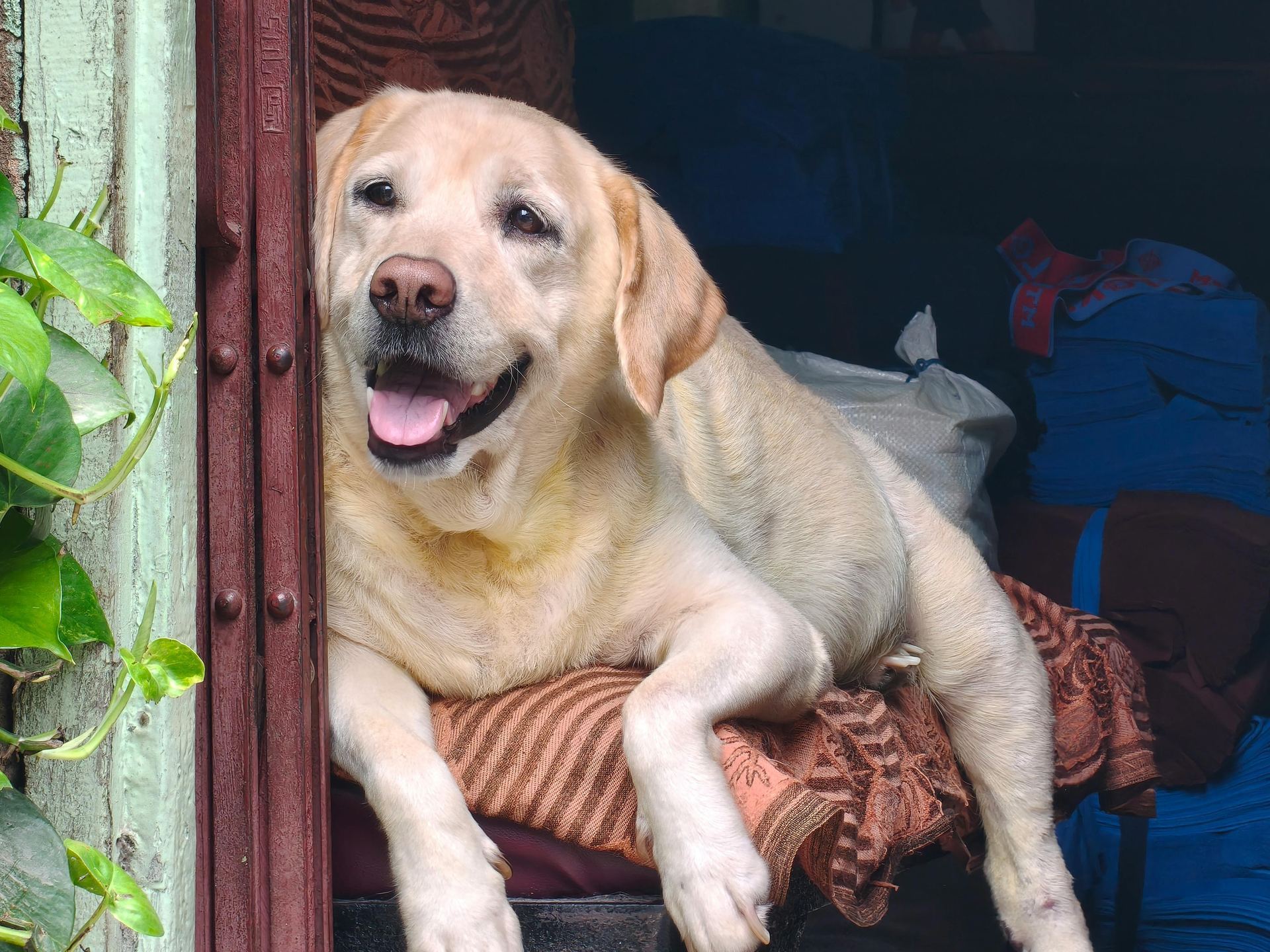 Labrador Retriever Puppy | Fawn Color available in Balrampur Ramanujganj