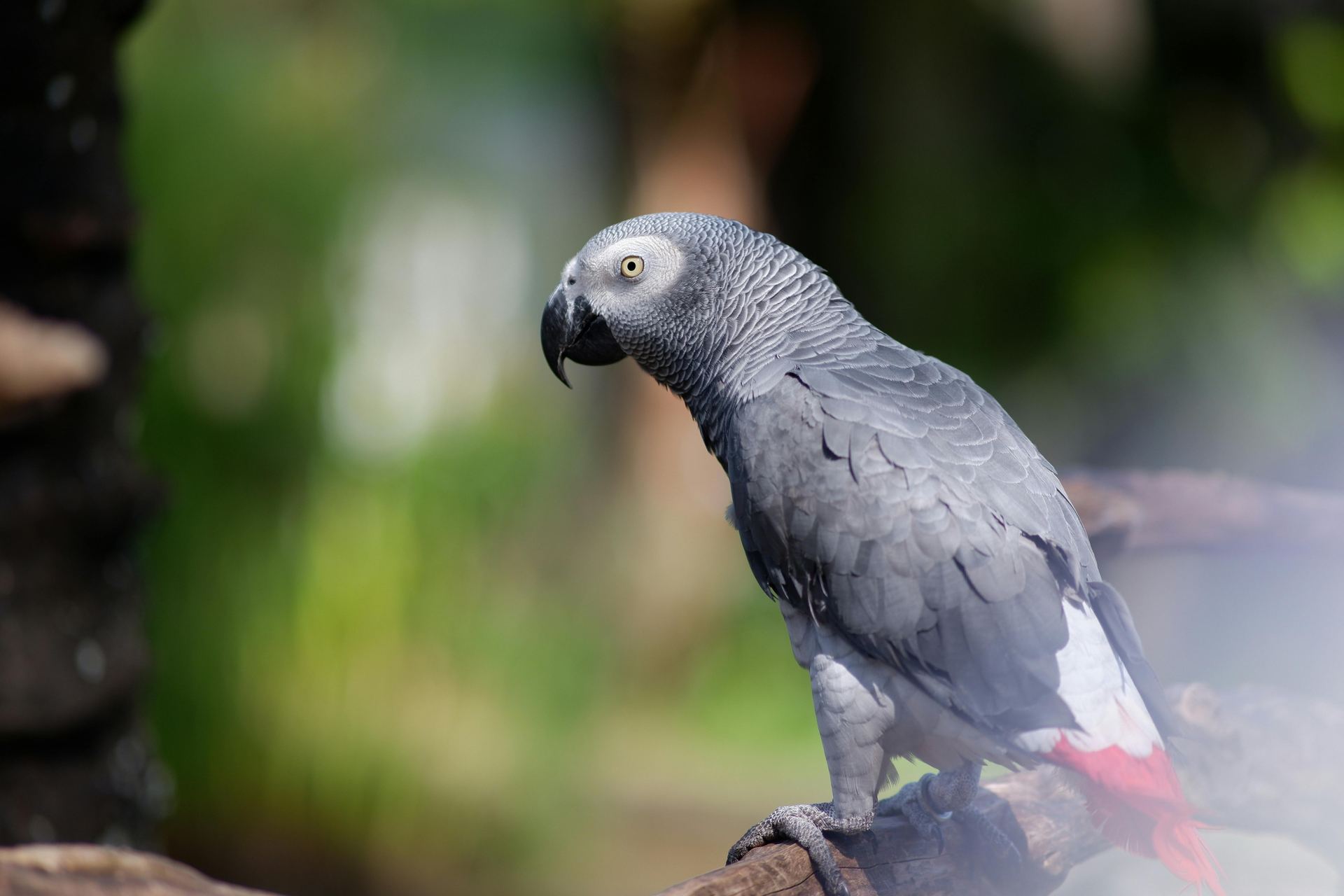 African Grey Parrot available in Balod