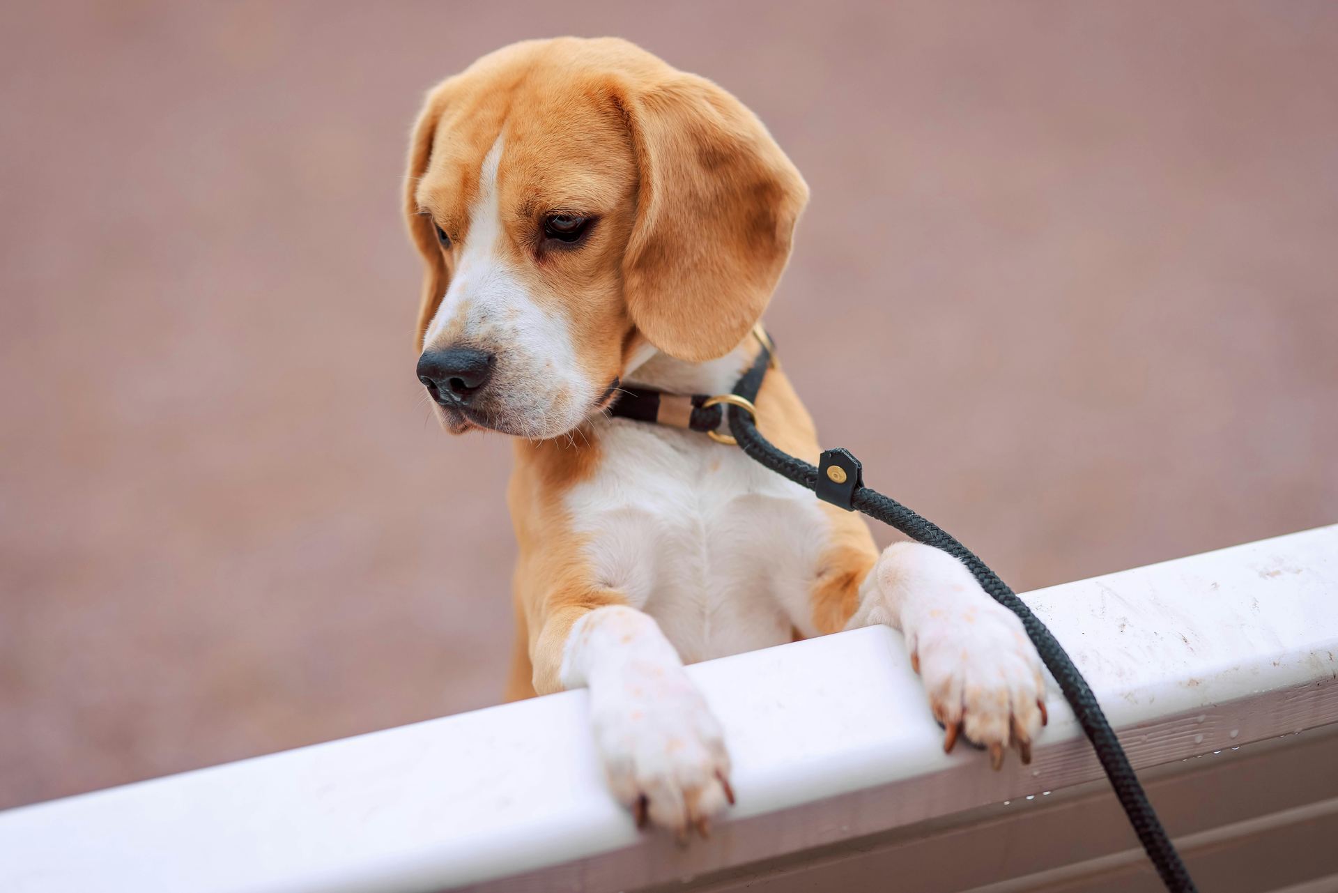 Beagle Black & Tan Puppy available in Agar Malwa