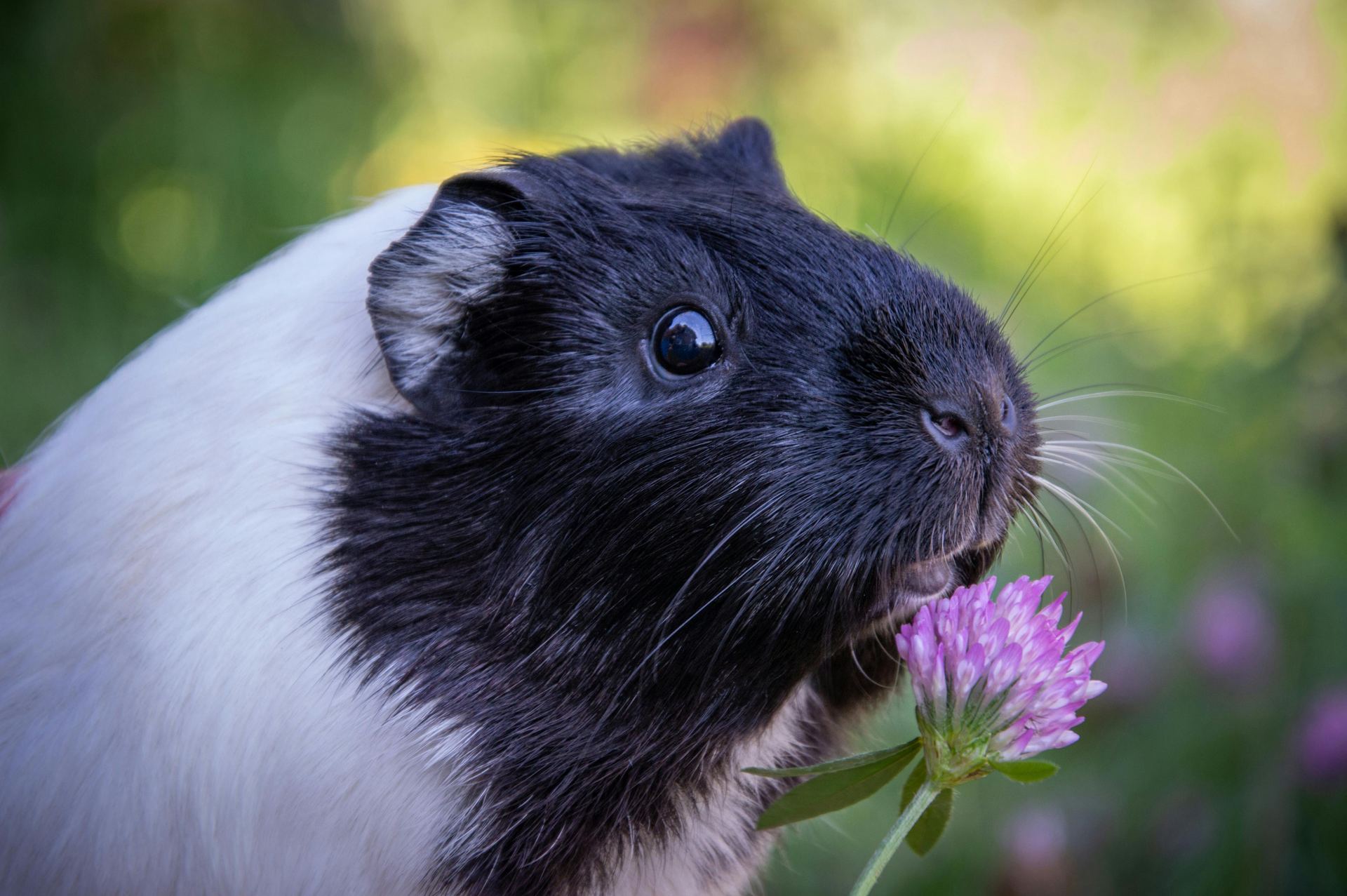 Guinea Pig Babies available in Bastar