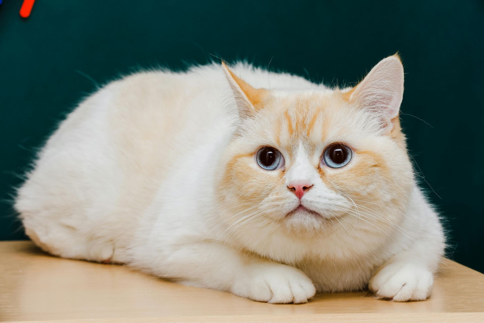 Exotic Short Hair Kittens kitten available in Balod