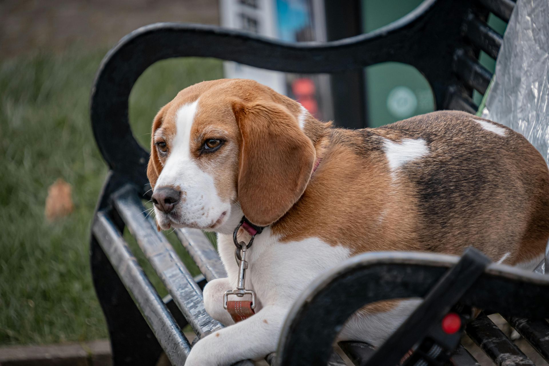 Beagle | Lemon & White | Puppy