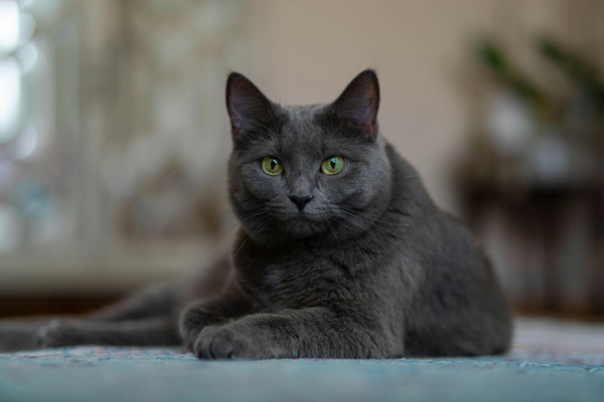 British Short Hair Kittens kitten available in Balod
