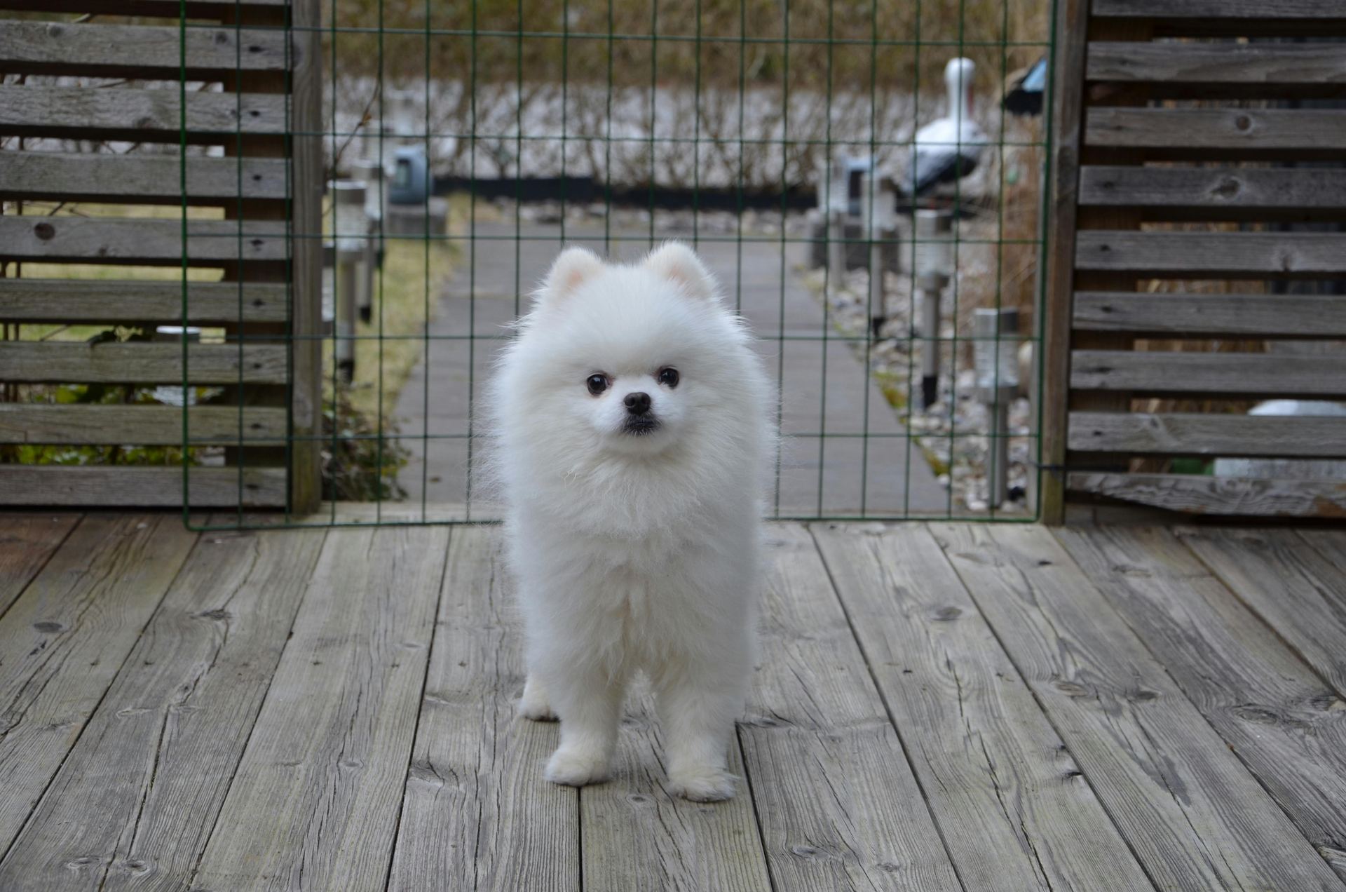 Pomeranian Puppy available in Balod