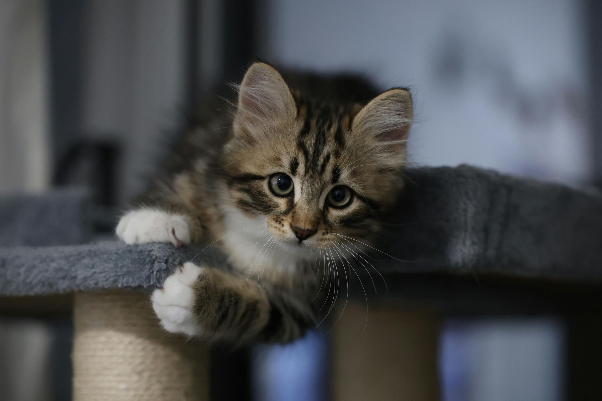 Siberian Kitten kitten available in Balod