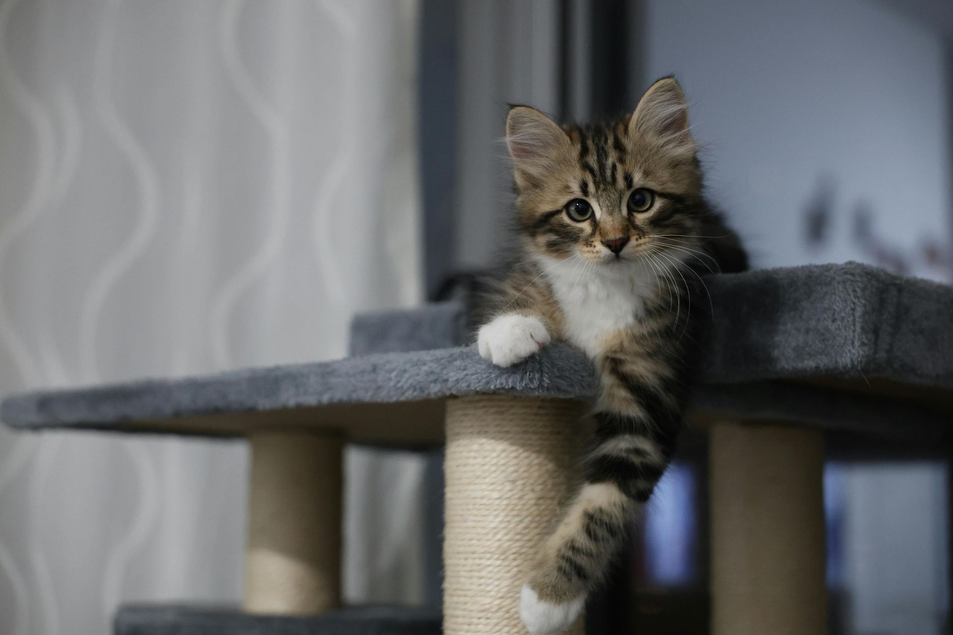 Siberian Kitten cat in Balod