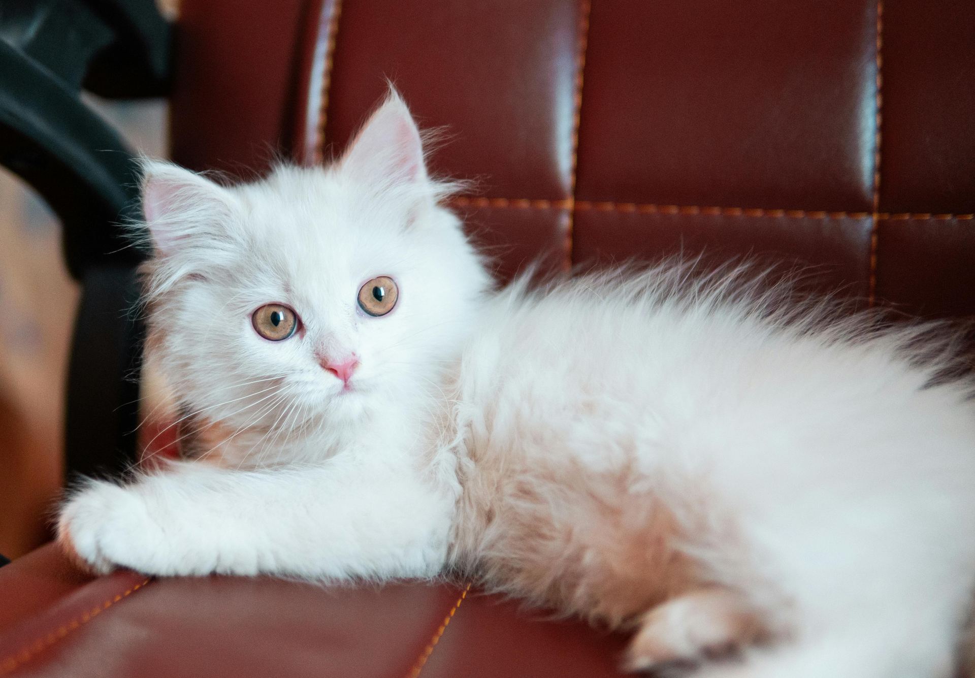 Doll Face Persian Kitten cat in Balod