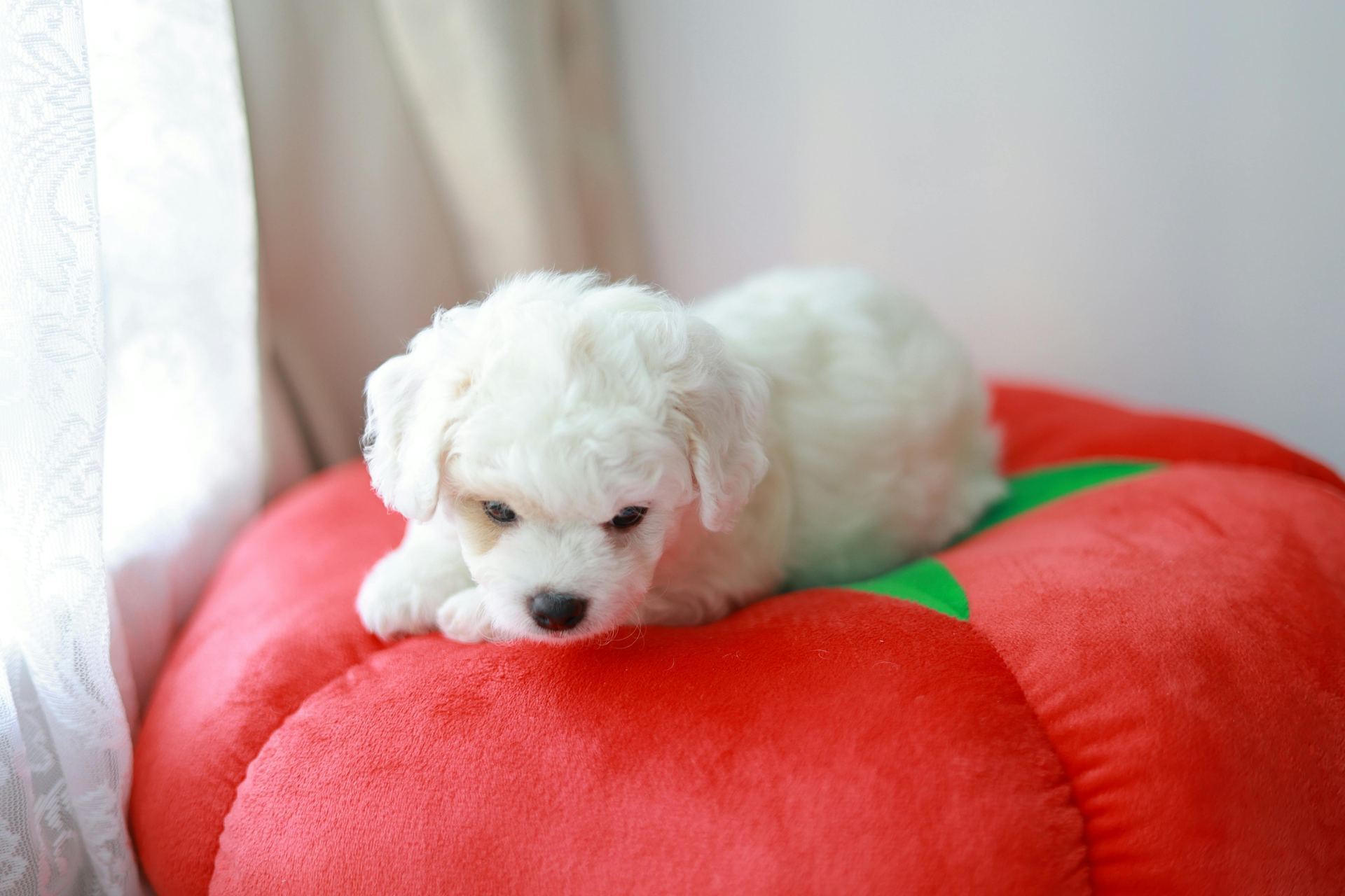 Bichon Frise Puppy available in Balod