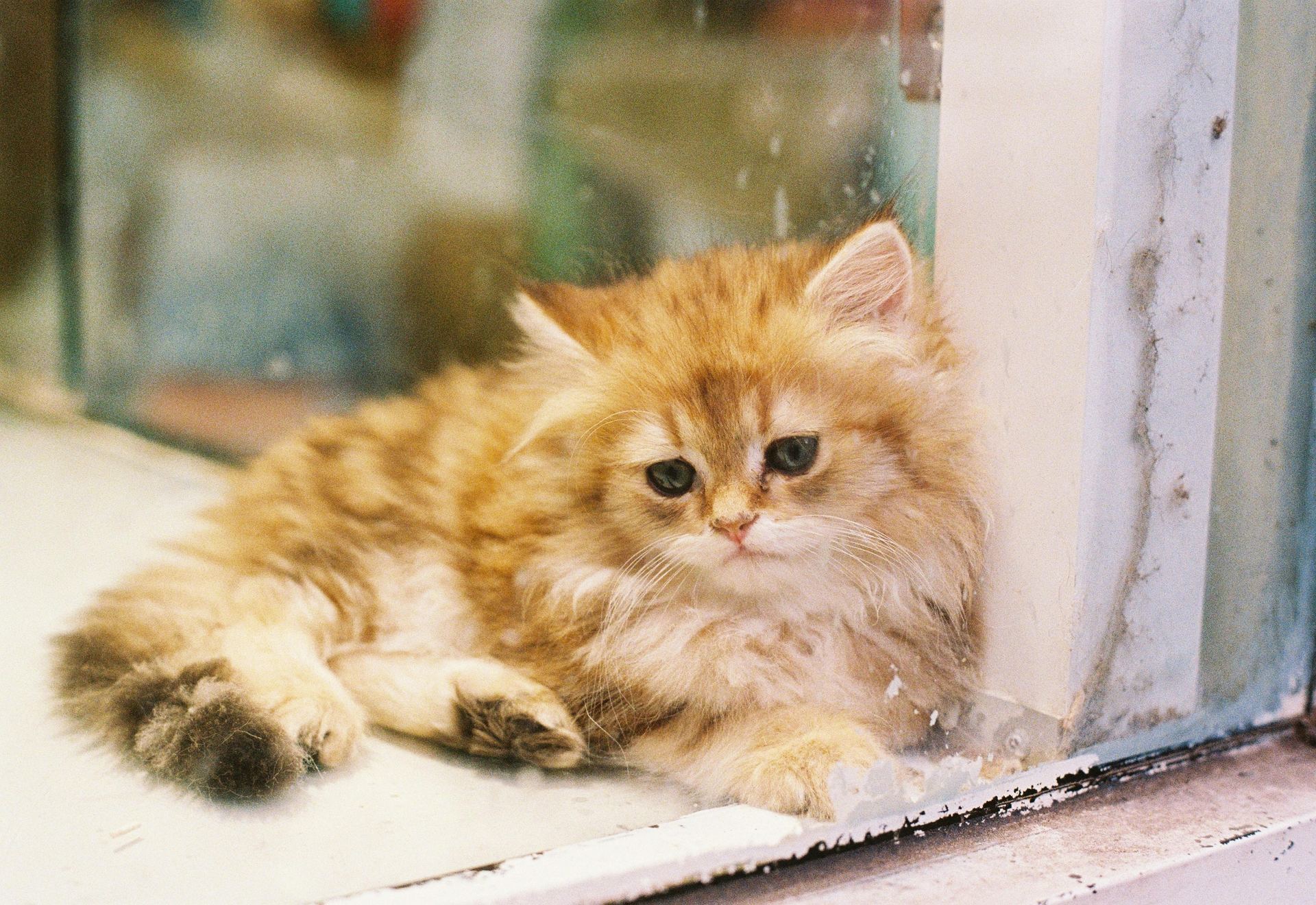 Doll Face Persian Kitten kitten available in Balod