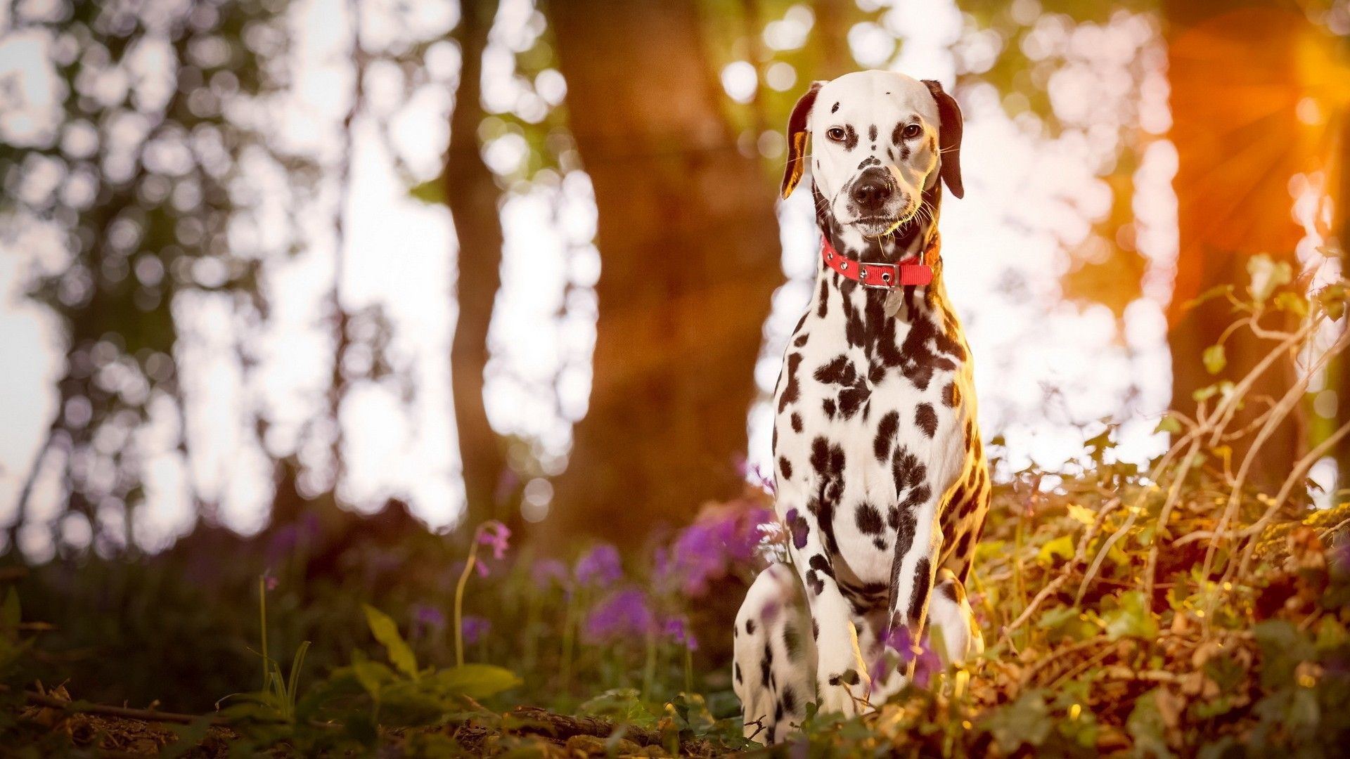 Dalmatian Puppy | Brown Dots available in Balod