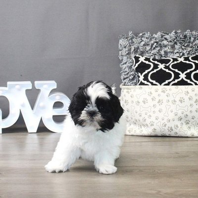Shih Tzu Black and White