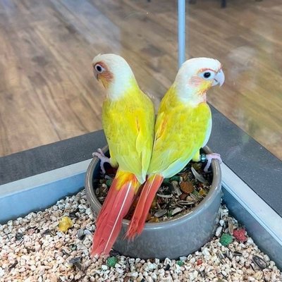 Sun Cheek Conure