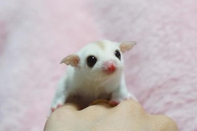 Sugar Glider White (Lucy)