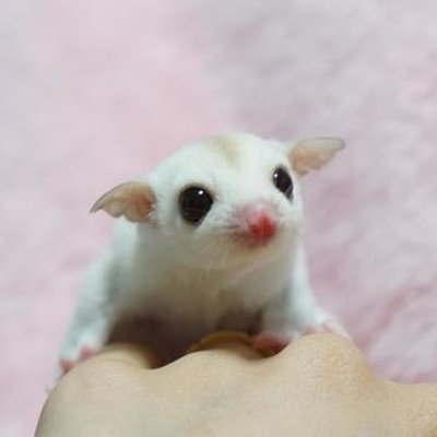Sugar Glider White (Lucy)