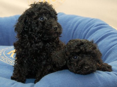 Toy Poodle Puppy Black