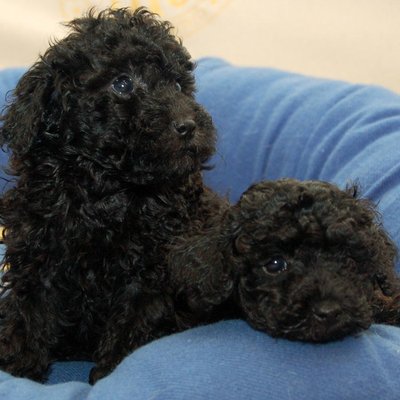 Toy Poodle Puppy Black