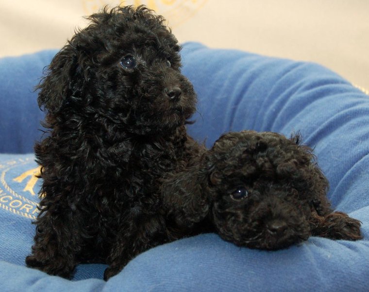 Toy Poodle Puppy Black