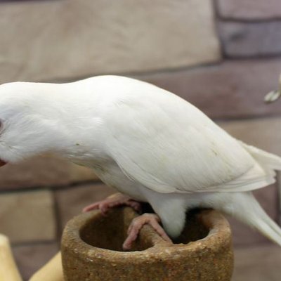 Albino Monk